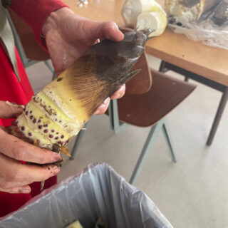 タケノコ