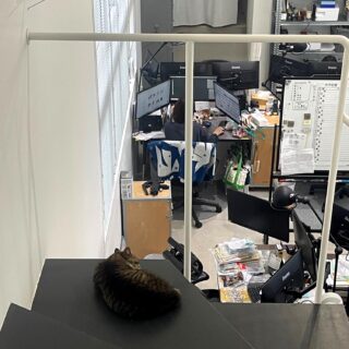 保護猫