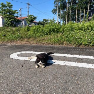 ハチ
