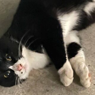 ハチワレのチビ