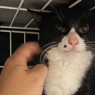 ハチワレのチビ