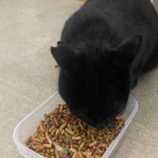 野良猫クロちゃん