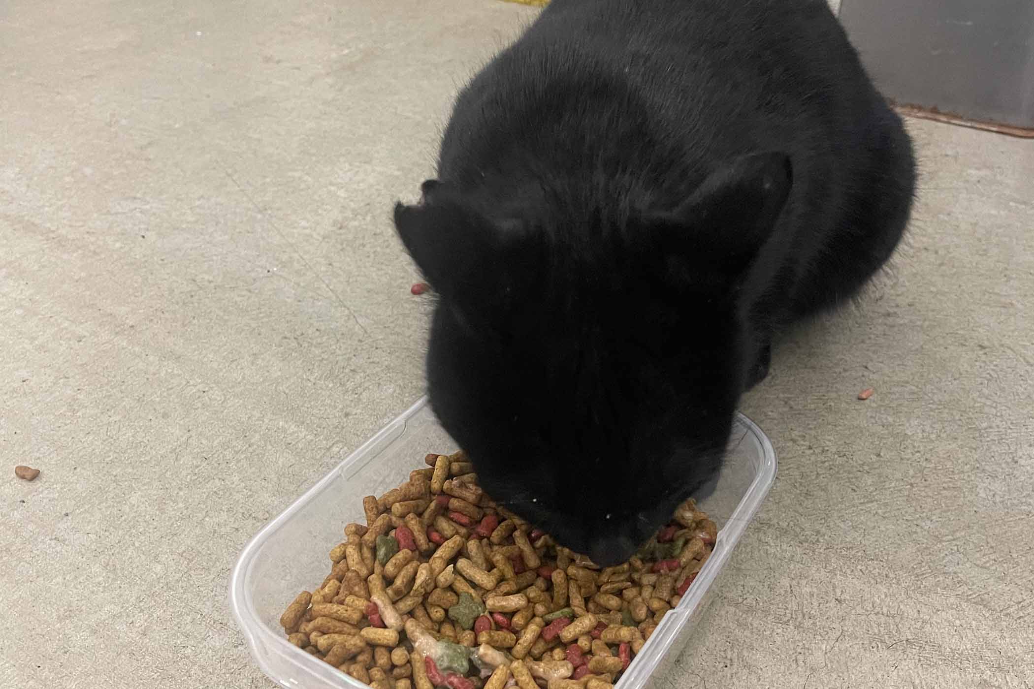 野良猫クロちゃん