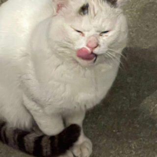 しっぽ2