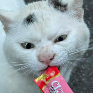 しっぽ1